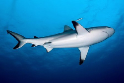 Grey reef shark - Chuuk/Truk Lagoon by Jim Garland 